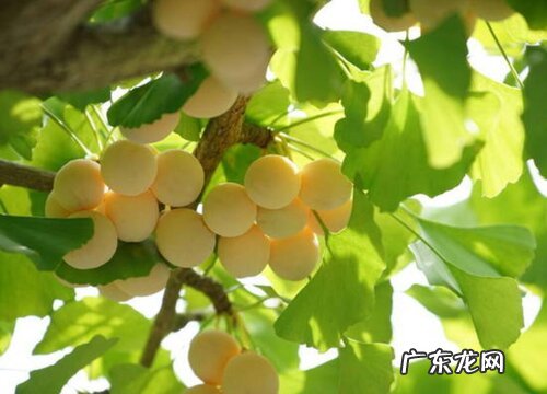 银杏树好养吗 养殖方法和养护要点