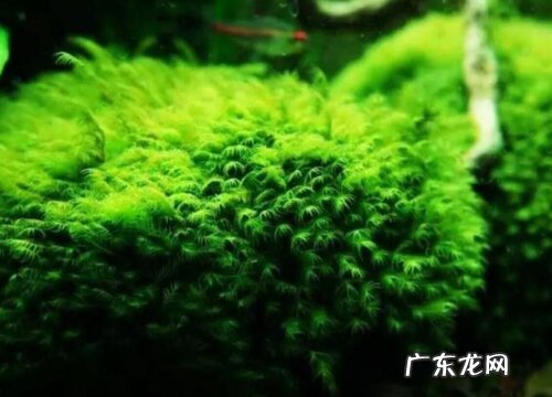 翡翠莫斯好养吗 养殖方法和养护要点