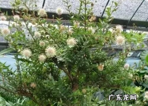 水杨梅好养吗 养殖方法和养护要点