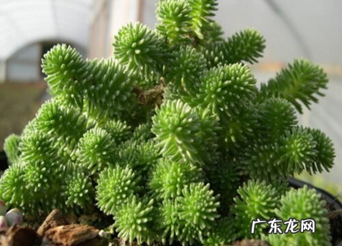 多肉球松好养吗 养殖方法和养护要点