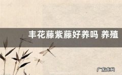 丰花藤紫藤好养吗 养殖方法和养护要点