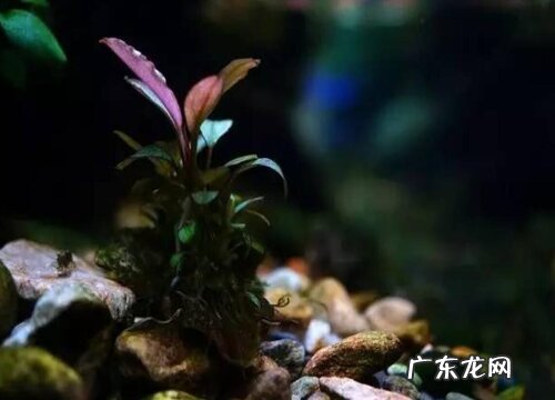 椒榕好养吗 养殖方法和养护要点