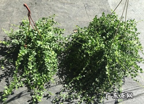 钱串藤好养吗 养殖方法和养护要点