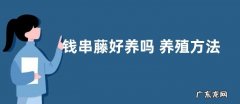 钱串藤好养吗 养殖方法和养护要点