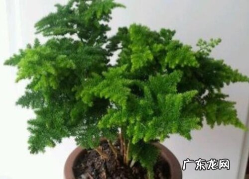 唐山云竹好养吗 养殖方法和养护要点