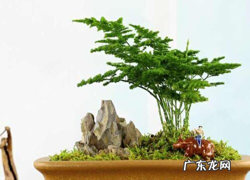 唐山云竹好养吗 养殖方法和养护要点