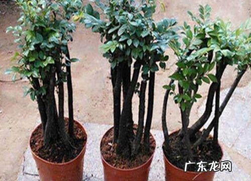 紫檀树好养吗 养殖方法和养护要点