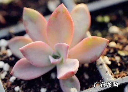 初恋好养吗 养殖方法和养护要点