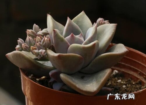 初恋好养吗 养殖方法和养护要点