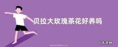 贝拉大玫瑰茶花好养吗 养殖方法和养护要点