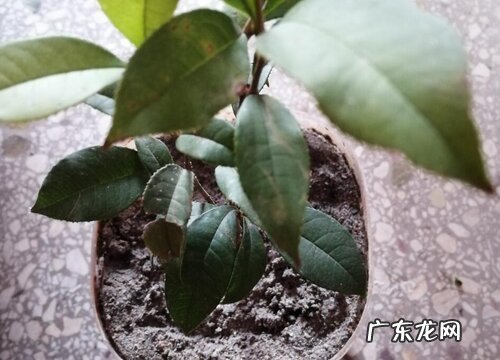 盆栽四季桂花好养吗 养殖方法和养护要点