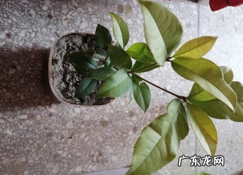 盆栽四季桂花好养吗 养殖方法和养护要点
