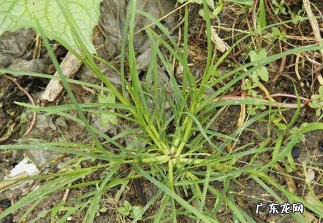 秧田牛筋草用什么除草剂能杀死 防治牛筋草的特效药