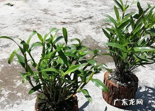 石斛花好养吗 养殖方法和养护要点