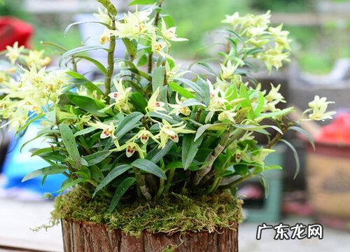 石斛花好养吗 养殖方法和养护要点