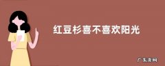 红豆杉喜不喜欢阳光