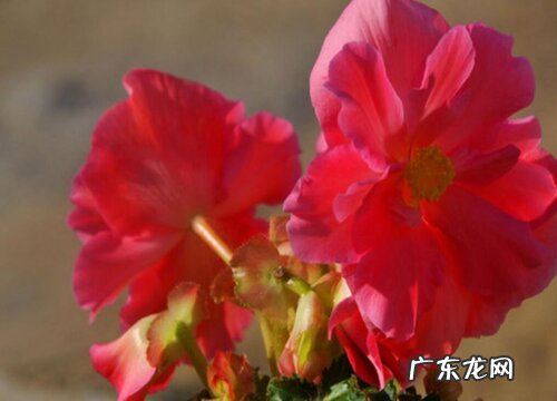 海棠喜不喜欢阳光