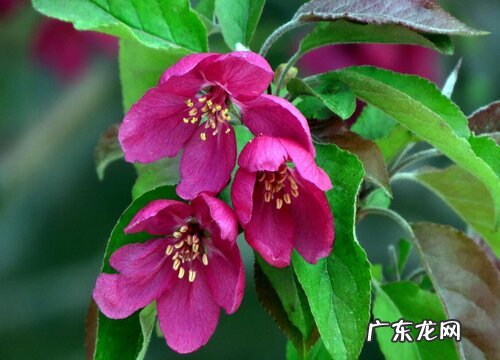 海棠喜不喜欢阳光