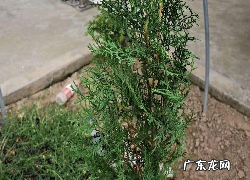 屋后种什么树风水好 屋子后面种树的风水
