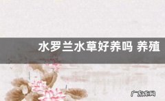 水罗兰水草好养吗 养殖方法和养护要点