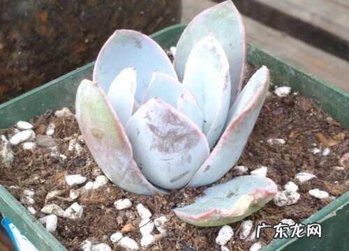 广寒宫多肉好养吗 养殖方法和养护要点