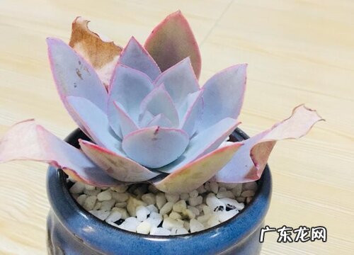 广寒宫多肉好养吗 养殖方法和养护要点