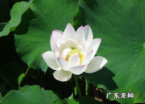 莲花好养吗 养殖方法和养护要点