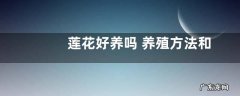 莲花好养吗 养殖方法和养护要点