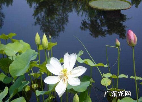 莲花好养吗 养殖方法和养护要点