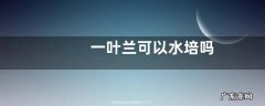 一叶兰可以水培吗