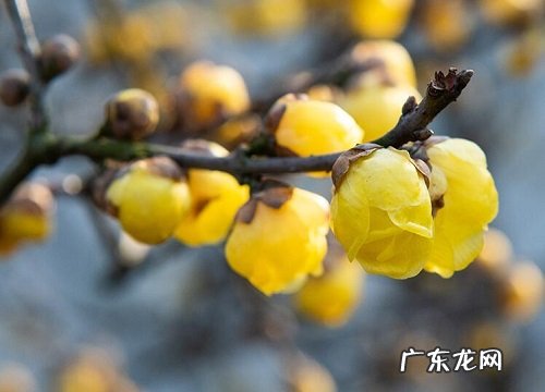 盆栽腊梅好养吗 养殖方法和注意事项