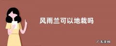 风雨兰可以地栽吗