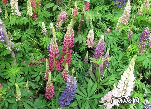 鲁冰花好养吗 养殖方法和养护要点