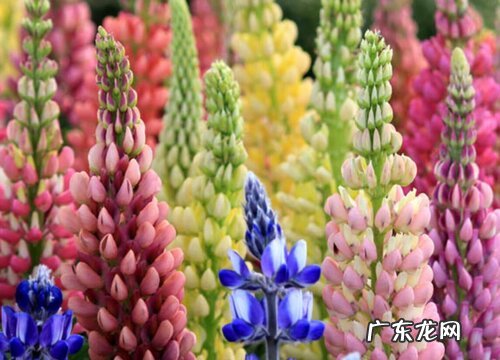 鲁冰花好养吗 养殖方法和养护要点