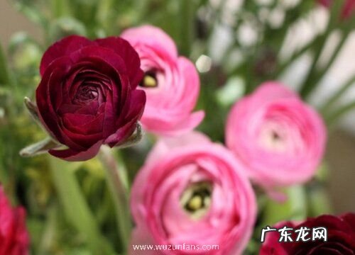 花毛茛好养吗 养殖方法和养护要点