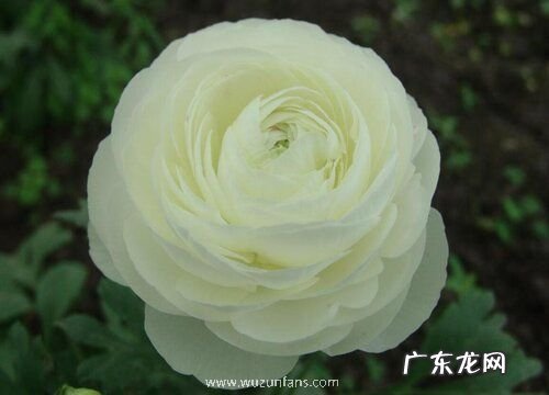 花毛茛好养吗 养殖方法和养护要点