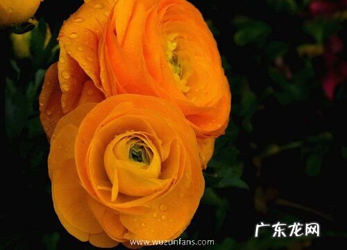 花毛茛好养吗 养殖方法和养护要点