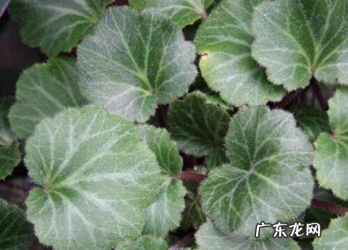 虎耳草好养吗 养殖方法和养护要点