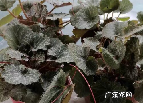 虎耳草好养吗 养殖方法和养护要点