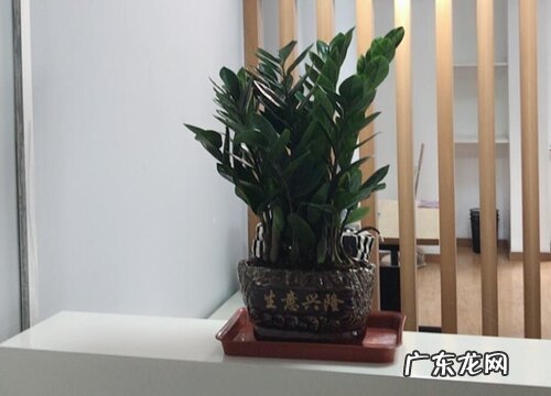 摇钱树好养吗 养殖方法和养护要点