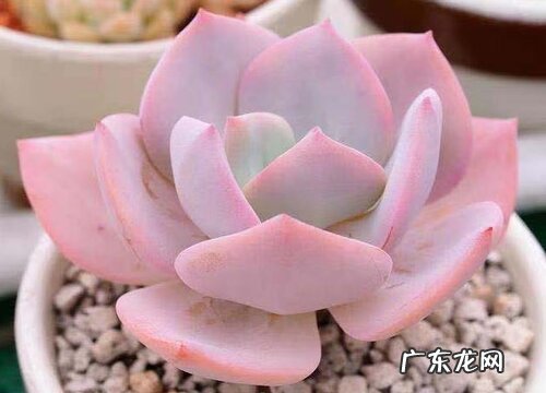 白凤多肉好养吗 养殖方法和养护要点