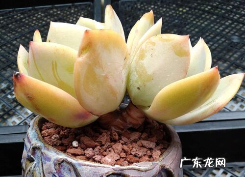 白凤多肉好养吗 养殖方法和养护要点