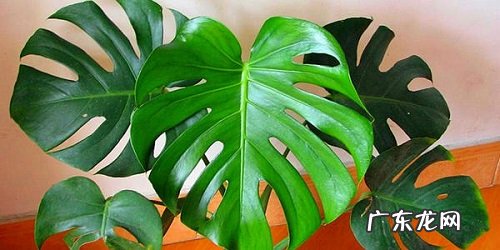 刚买的龟背竹怎么养护 新买龟背竹的养殖方法