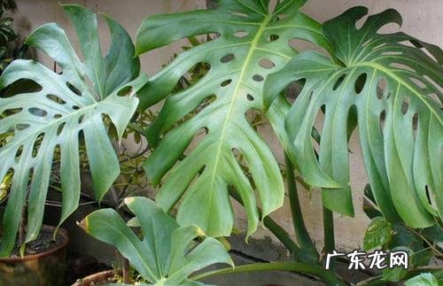 刚买的龟背竹怎么养护 新买龟背竹的养殖方法