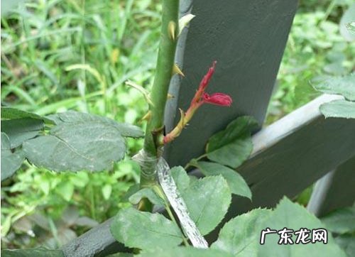 月季什么时候嫁接成活率高