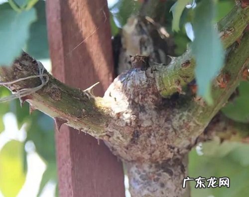 月季什么时候嫁接成活率高