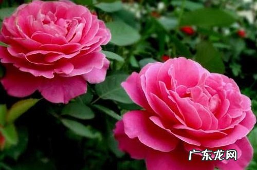 月季什么时候嫁接成活率高