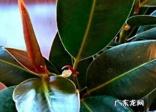 橡皮树喜不喜欢阳光