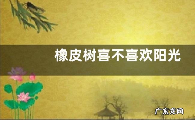 橡皮树喜不喜欢阳光