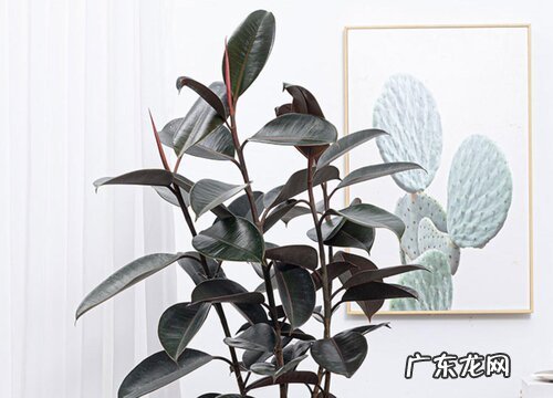 橡皮树喜不喜欢阳光